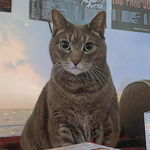 our beautiful cat, Suzy, on Christmas